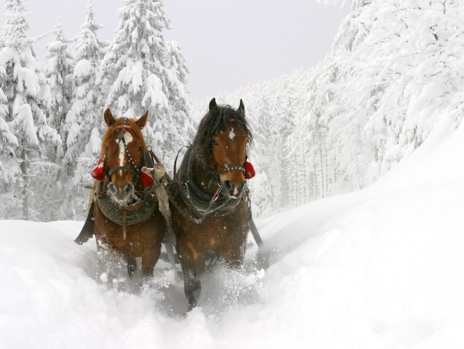 Fahrten mit Pferdekutsche oder Pferdeschlitten im Großarltal